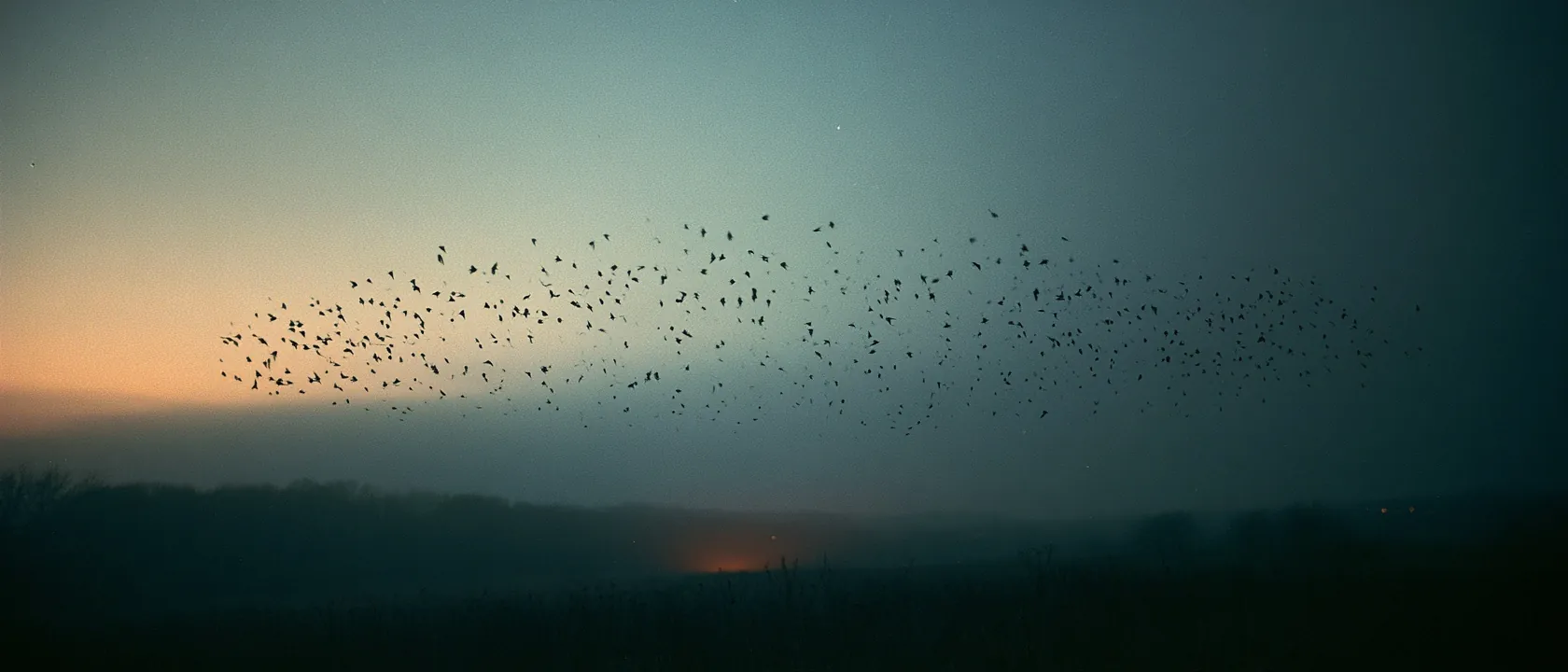 Murmuration