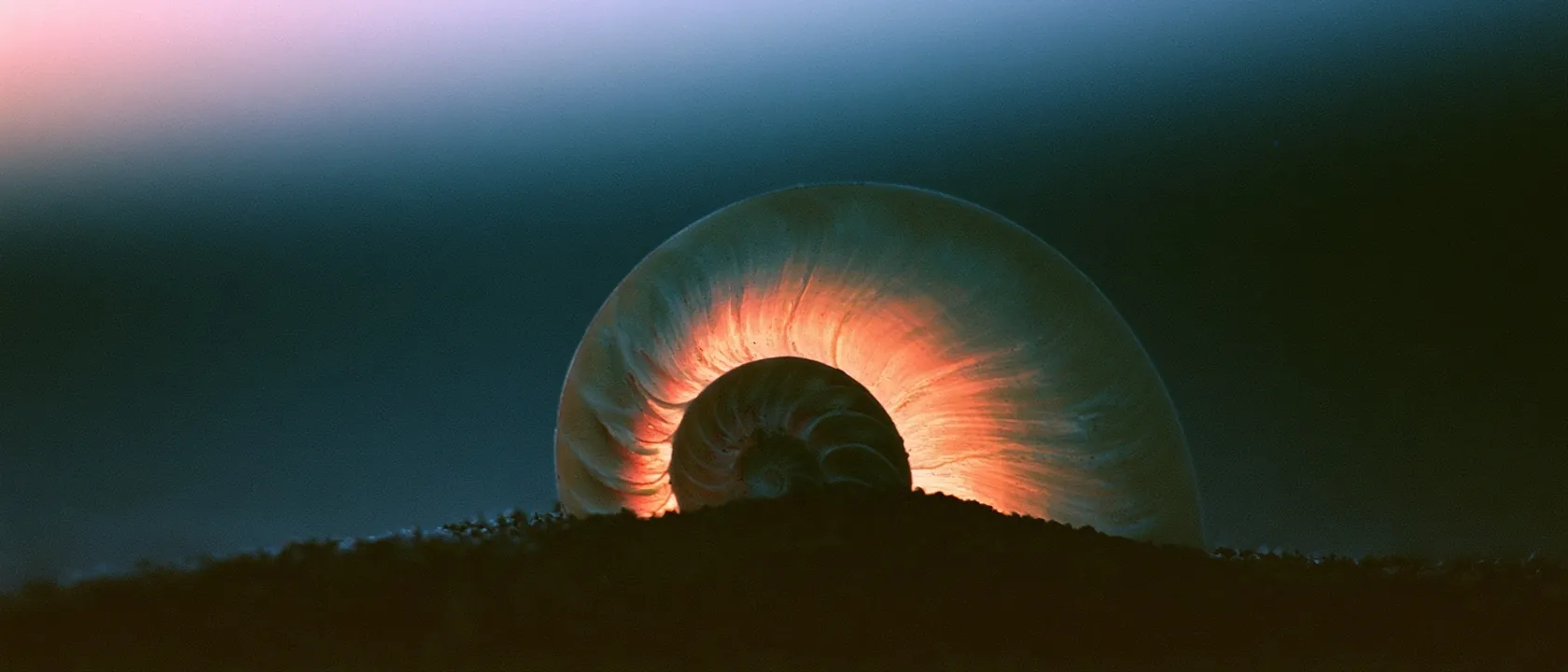 Nautilus